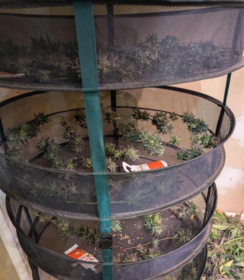 Gold Bar Kush. Week 25