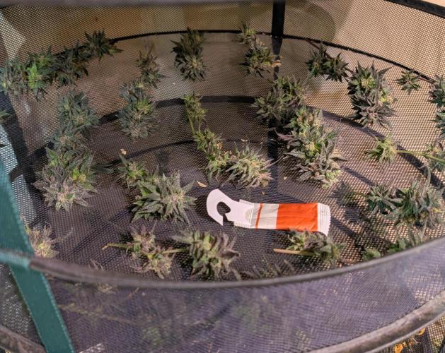 Gold Bar Kush. Week 25