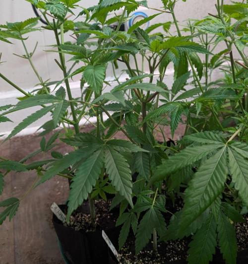 Permanent Marker. Week 9