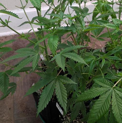 Permanent Marker. Week 9