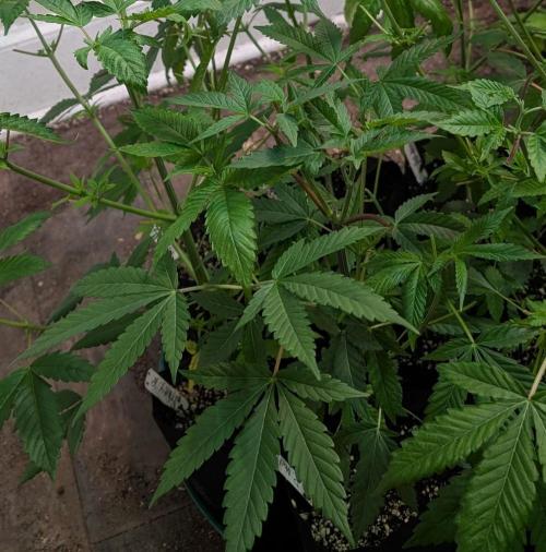 Permanent Marker. Week 9