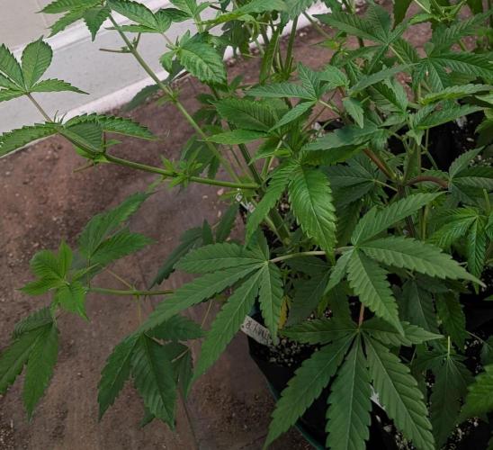 Permanent Marker. Week 9