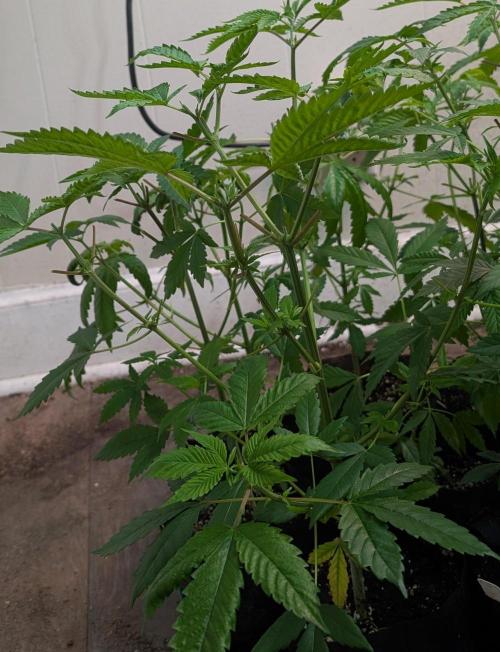 Fruity Pebbles. Week 9