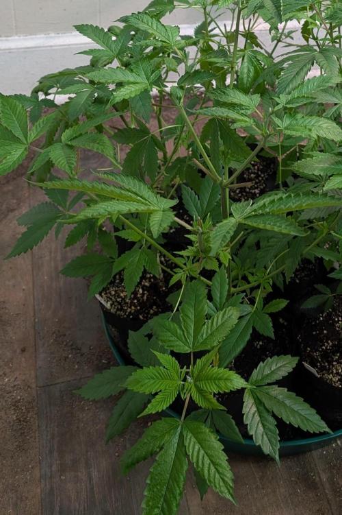 Fruity Pebbles. Week 9