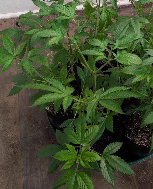 Fruity Pebbles. Week 9