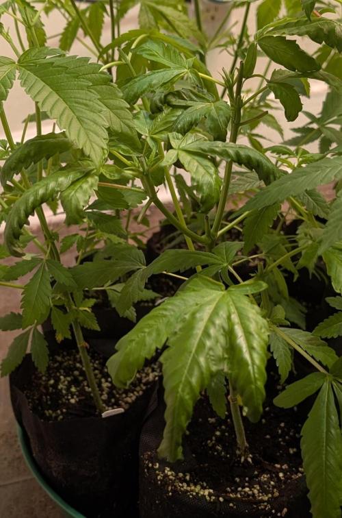 Pellezino Cookies. Week 9