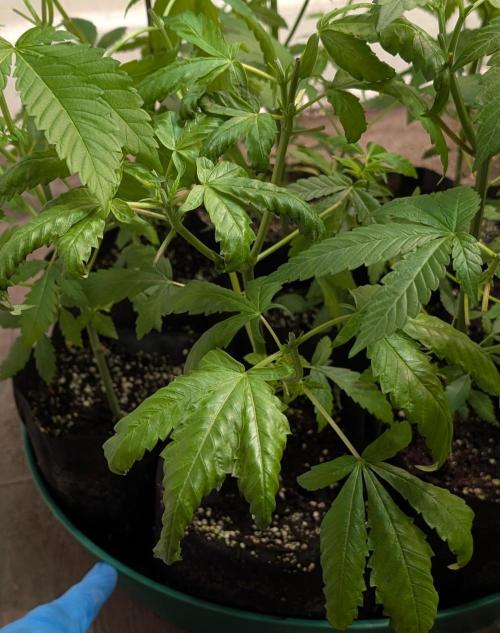 Pellezino Cookies. Week 9