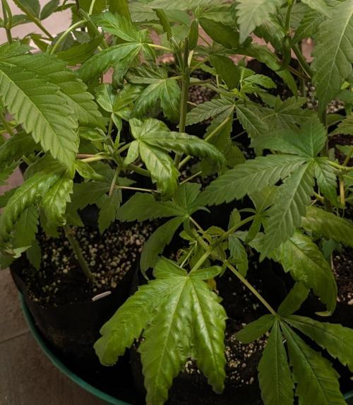 Pellezino Cookies. Week 9