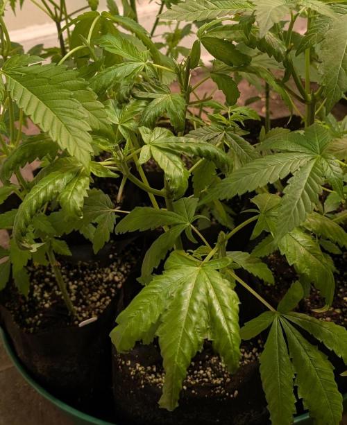 Pellezino Cookies. Week 9