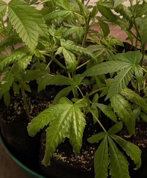 Pellezino Cookies. Week 9