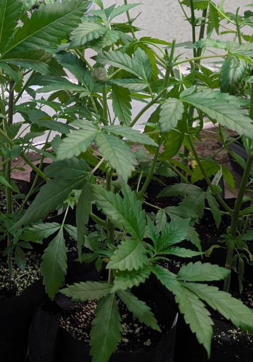 Forbidden Fruit. Week 9