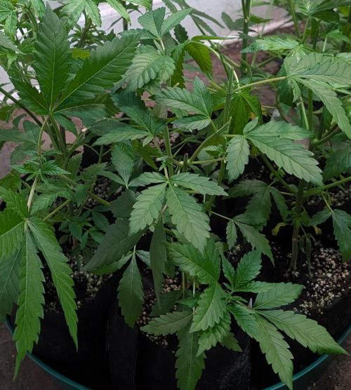 Forbidden Fruit. Week 9