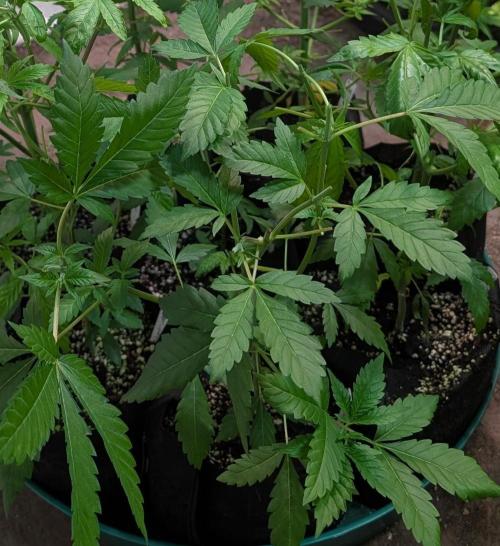 Forbidden Fruit. Week 9
