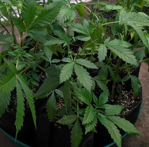 Forbidden Fruit. Week 9