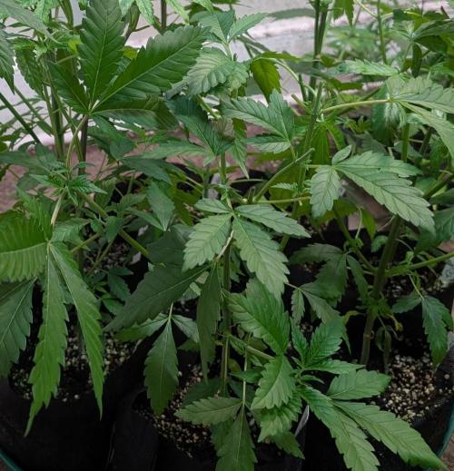 Forbidden Fruit. Week 9