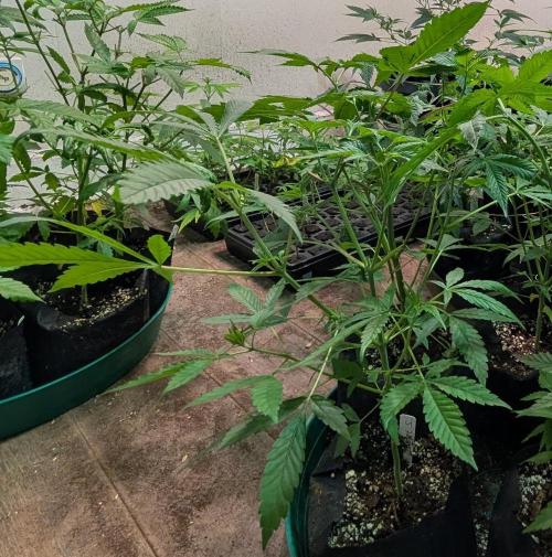 Sunset Sherbet. Week 9