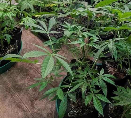 Sunset Sherbet. Week 9