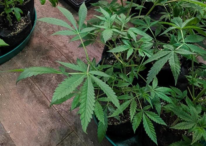 Sunset Sherbet. Week 9