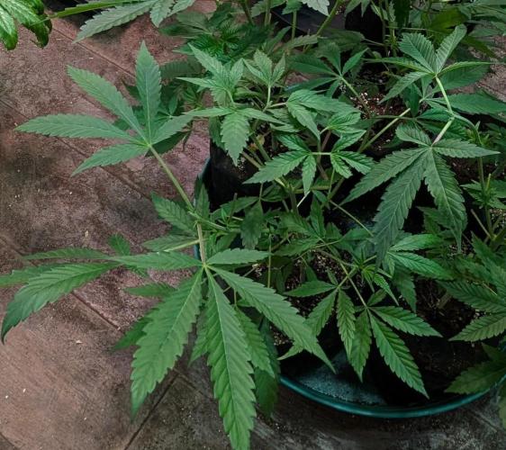 Sunset Sherbet. Week 9