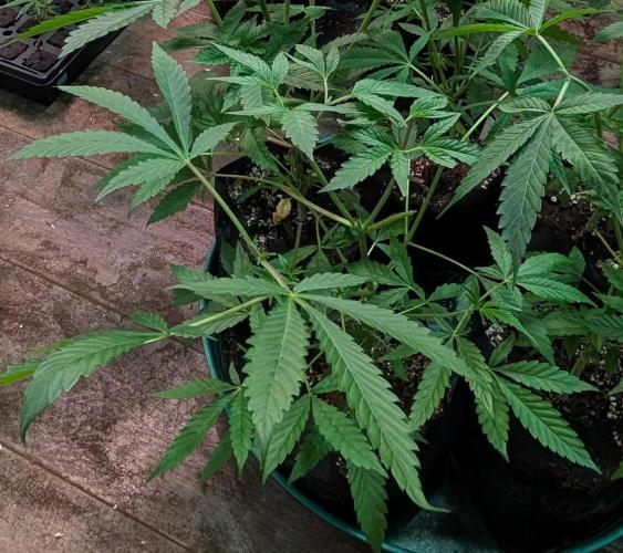 Sunset Sherbet. Week 9