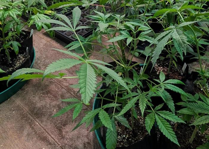 Sunset Sherbet. Week 9