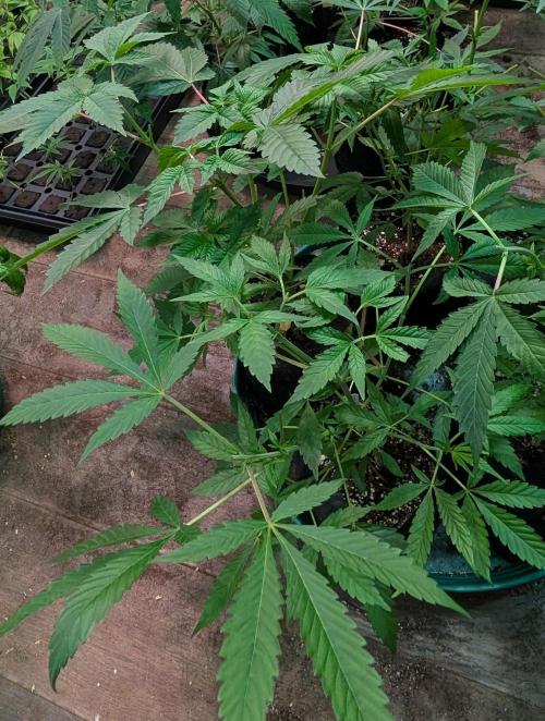 Sunset Sherbet. Week 9