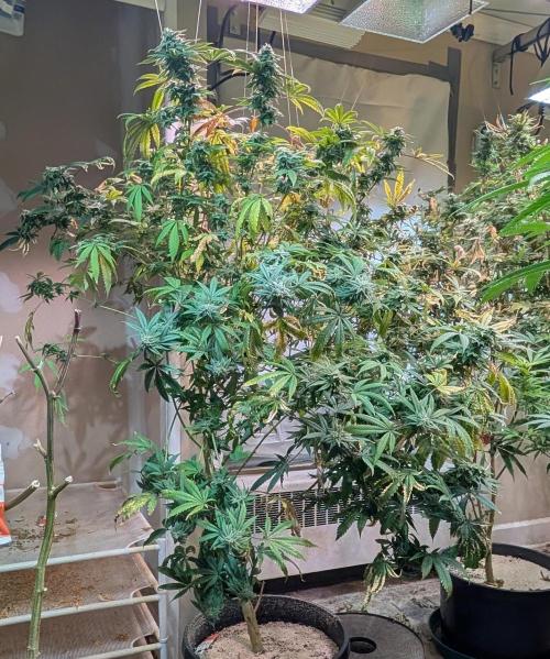 Strawberry Banana. Week 22