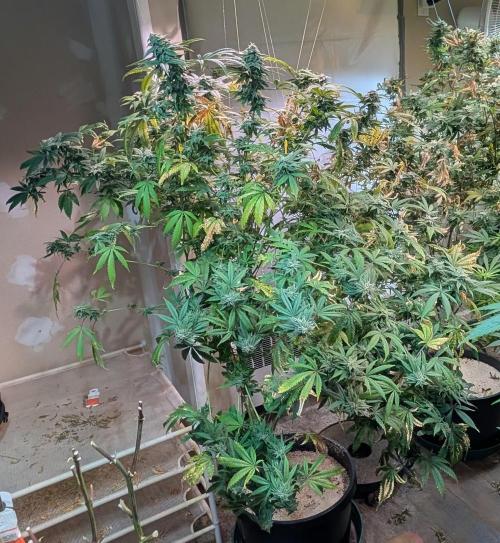 Strawberry Banana. Week 22