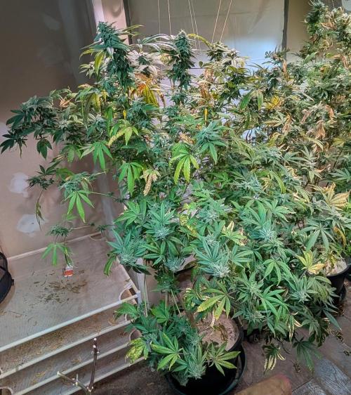 Strawberry Banana. Week 22