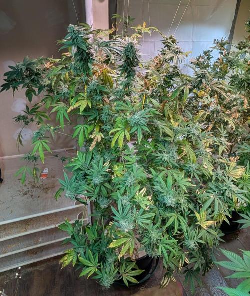 Strawberry Banana. Week 22