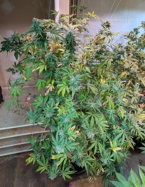 Strawberry Banana. Week 22