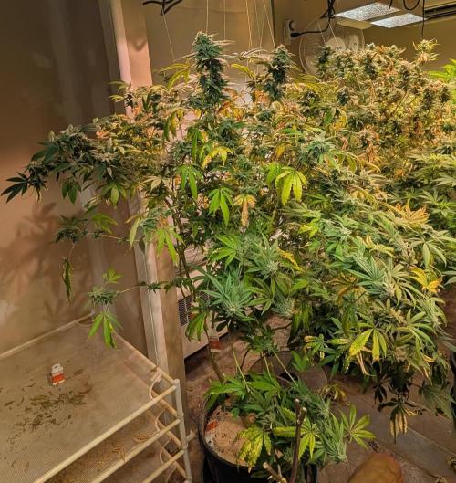 Strawberry Banana. Week 22