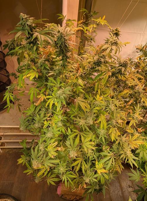 Strawberry Banana. Week 22