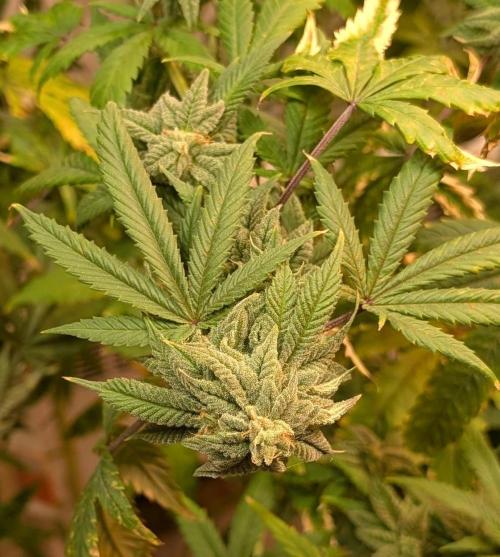 Strawberry Banana. Week 22