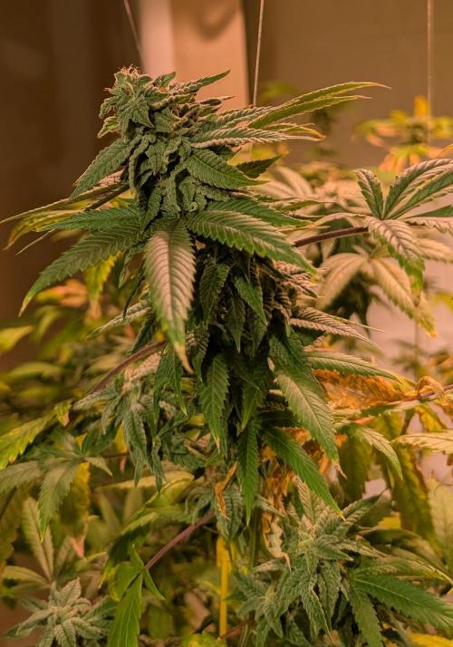 Strawberry Banana. Week 22