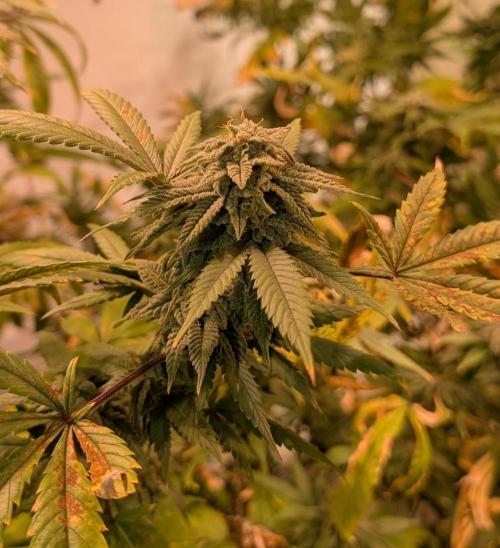 Strawberry Banana. Week 22