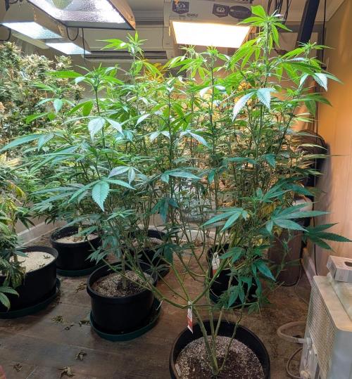 Killer Kush. Week 22