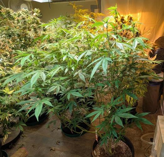 Killer Kush. Week 22