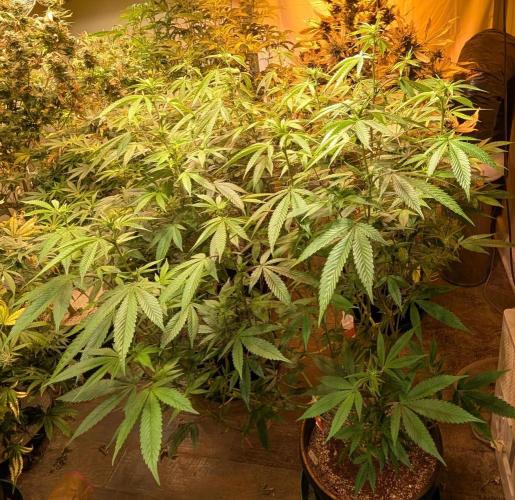 Killer Kush. Week 22