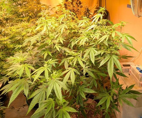 Killer Kush. Week 22