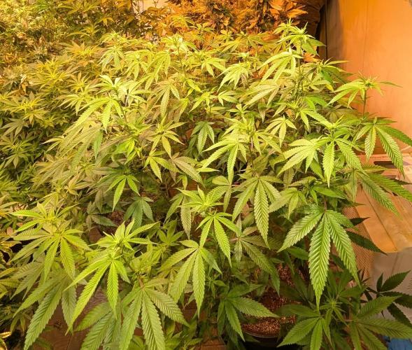 Killer Kush. Week 22