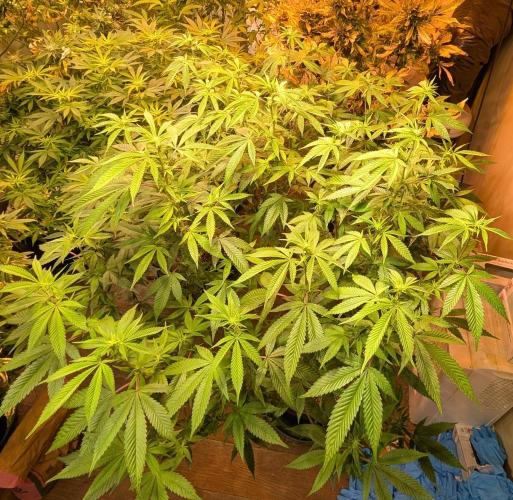 Killer Kush. Week 22