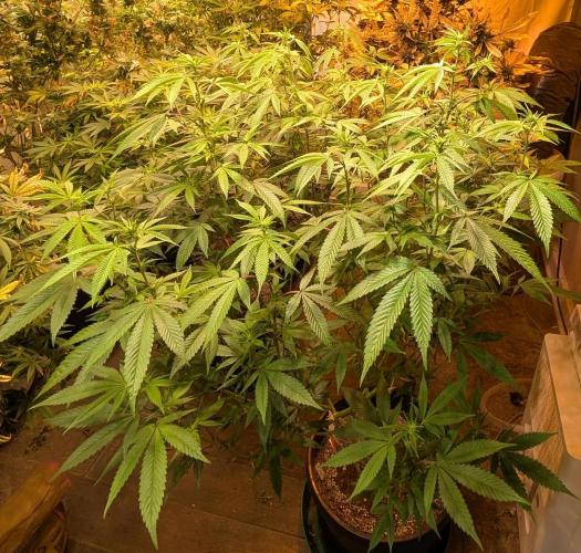 Killer Kush. Week 22