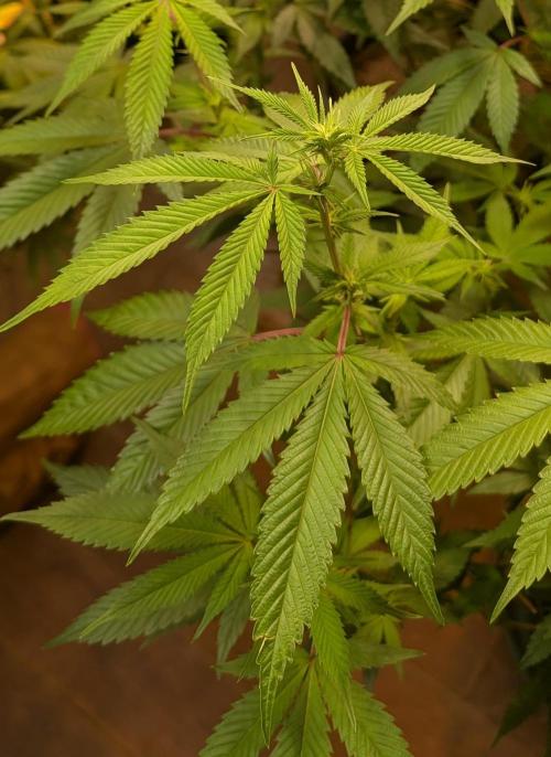 Killer Kush. Week 22