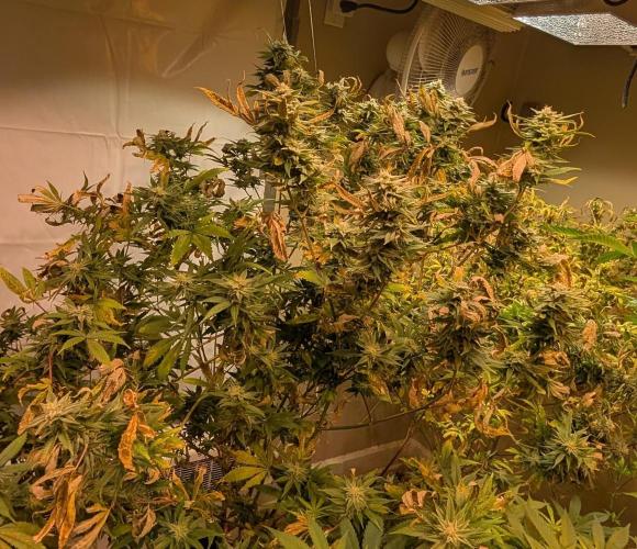 Hellfire OG. Week 22