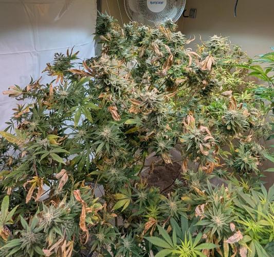 Hellfire OG. Week 22