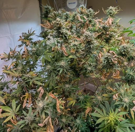 Hellfire OG. Week 22