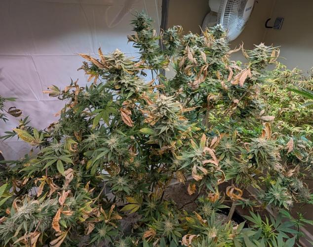 Hellfire OG. Week 22