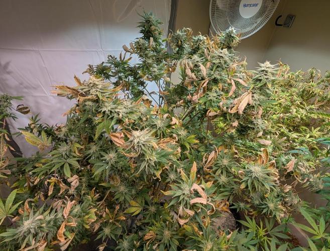 Hellfire OG. Week 22