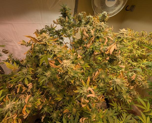 Hellfire OG. Week 22